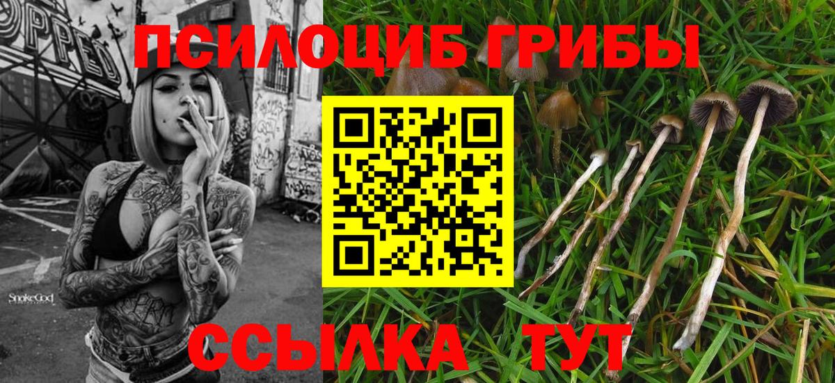 Псилоцибиновые грибы GOLDEN TEACHER Нефтекумск